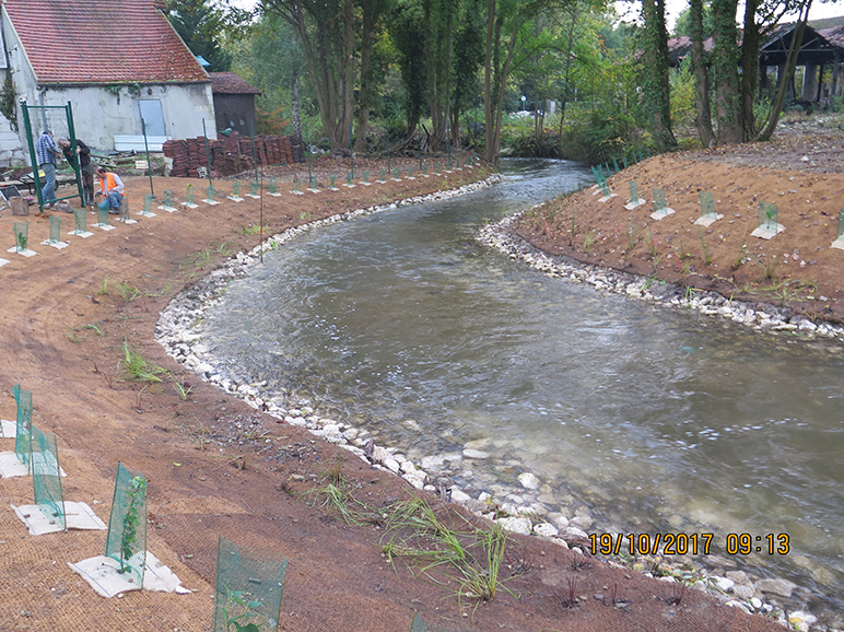 Plantations d'hélophytes et de baliveaux respectivement en bas et milieu de berges