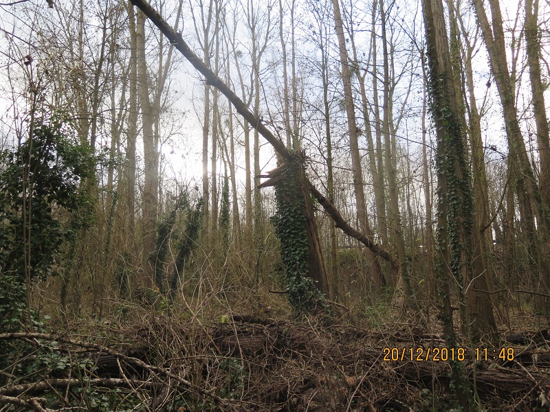 Arbres à abattre