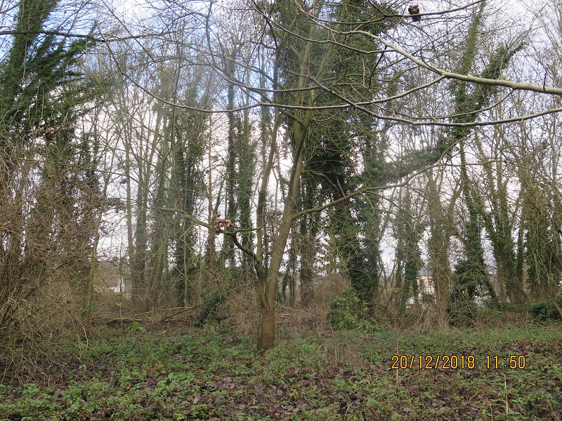 Arbres à abattre