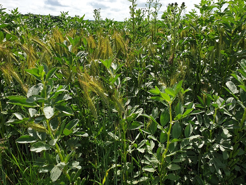 Association triticale - féverole en champs