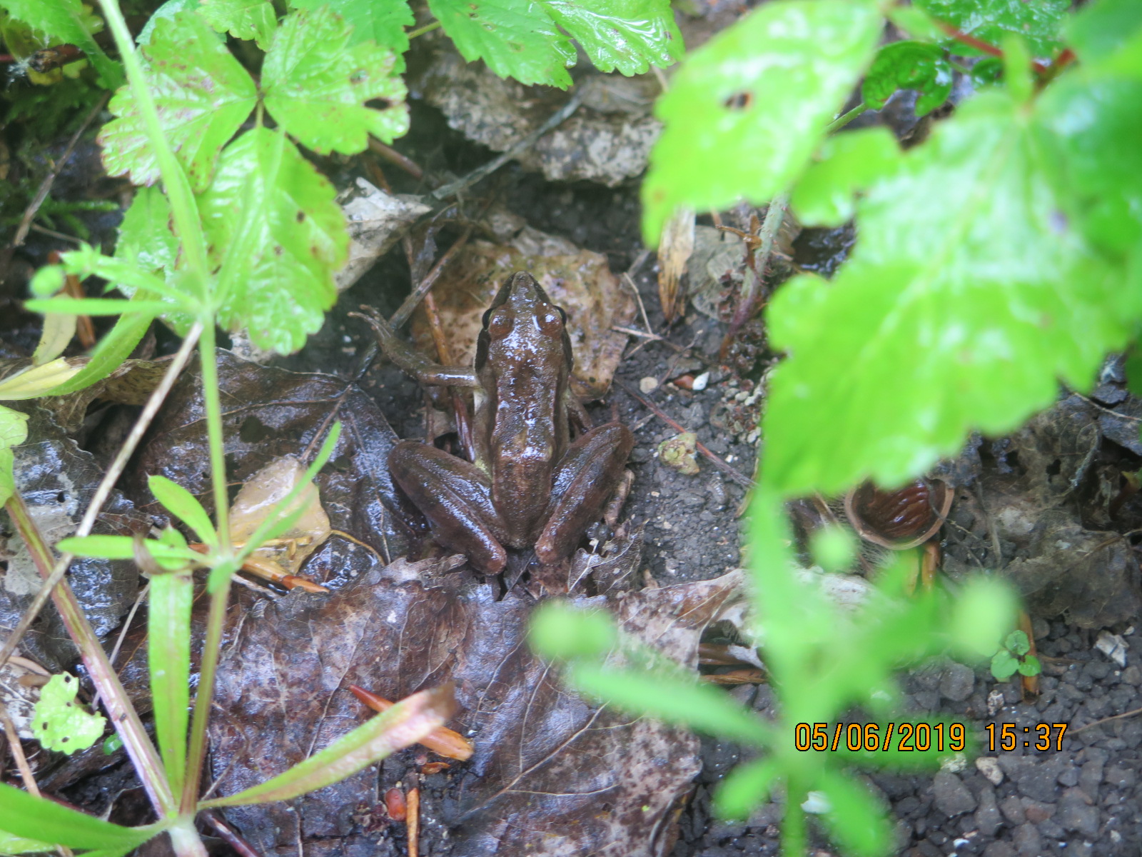 Grenouille agile au marais de Clermont