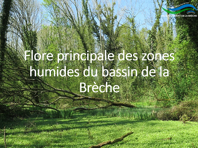 Flore des zones humides de la Brèche