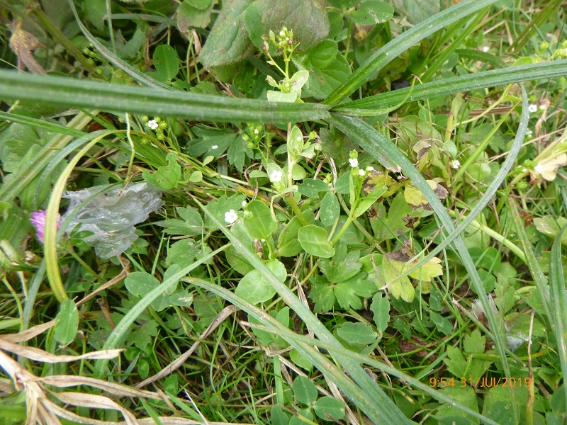 Samole de Valérand au marais de Béthencourt