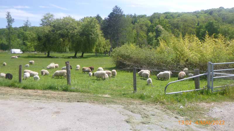 Mouton après travaux