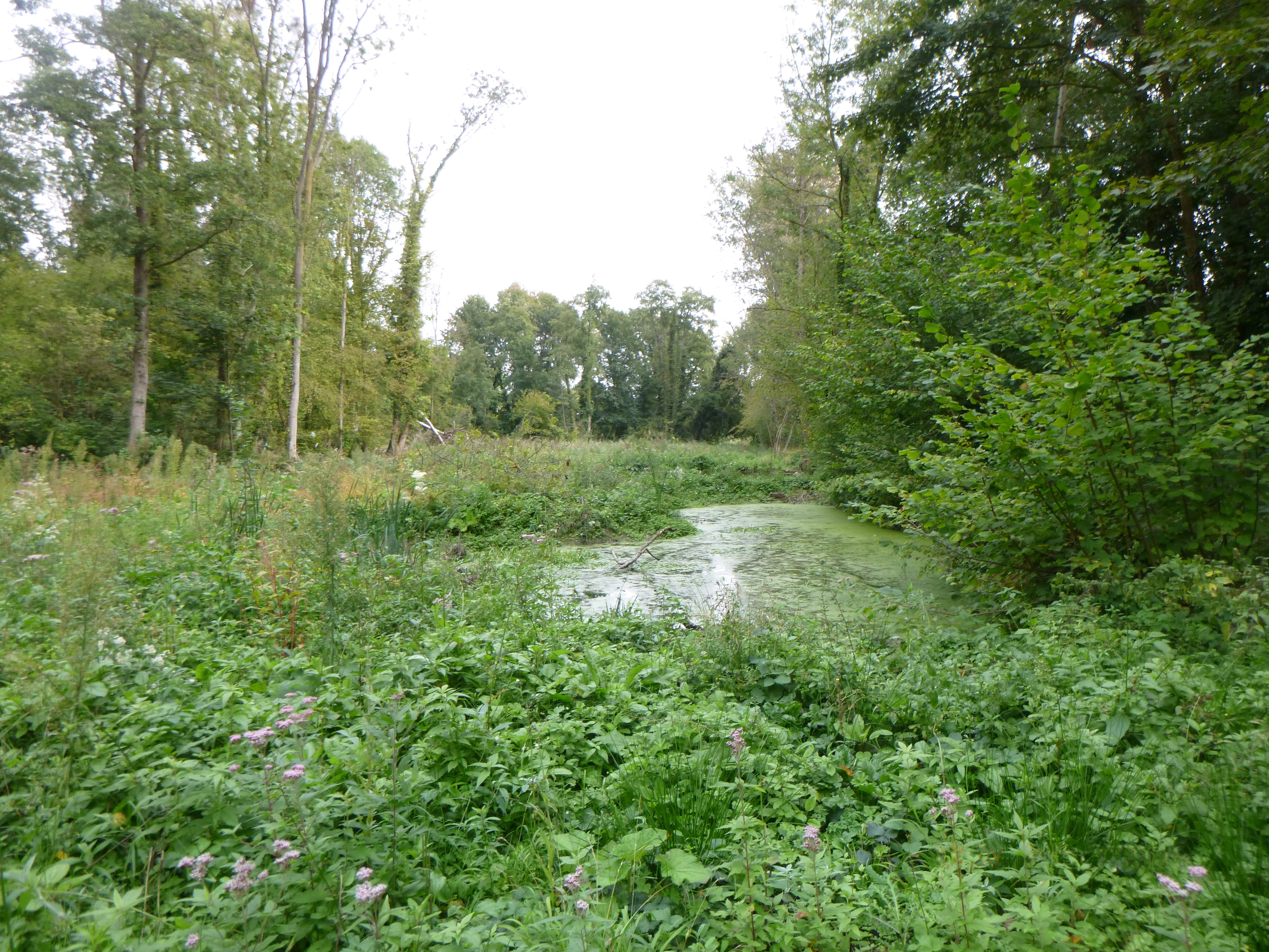 Les méandres de Saulcy