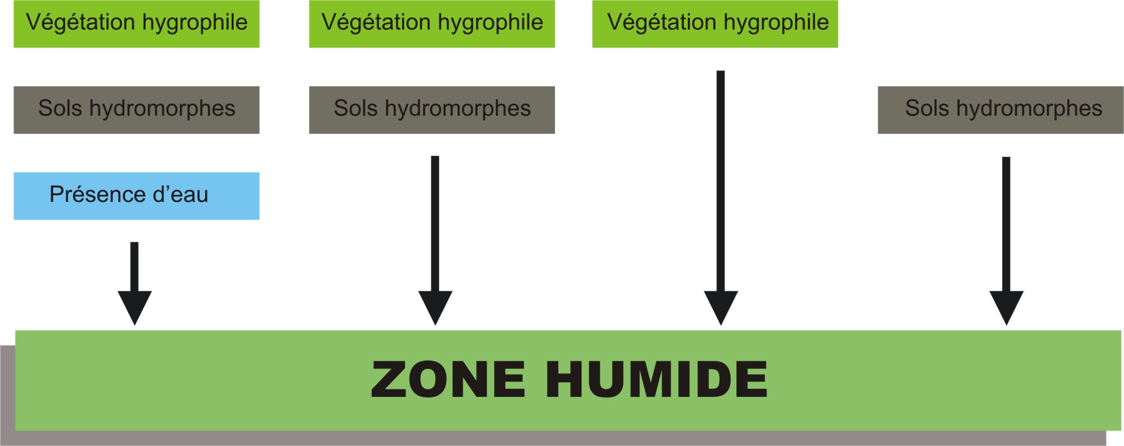 Caractérisation d'une zone humide